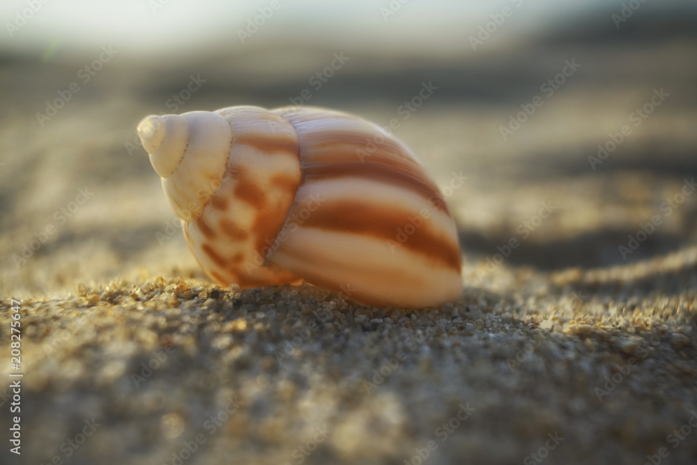white and brown snail seashell on a beach sand white and brown snail seashell on a beach sand