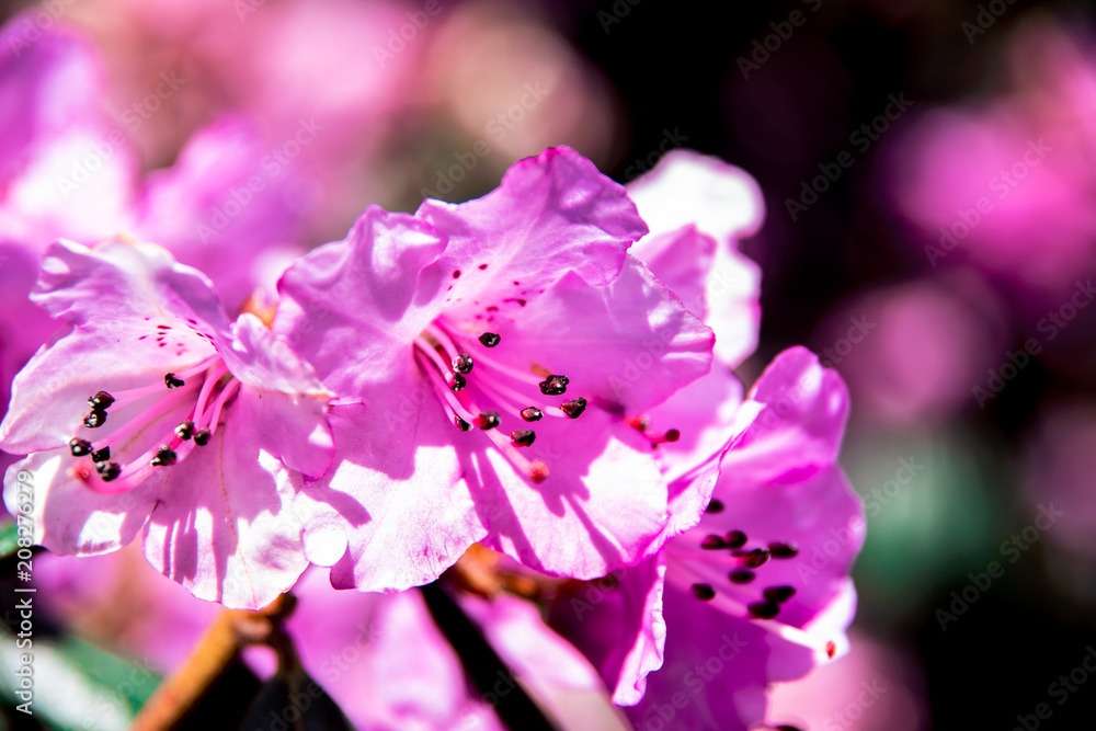 Purple rhododendrons in sunlight Purple rhododendrons in sunlight