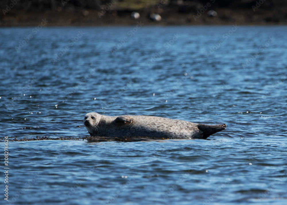 Fototapeta premium Seehunde