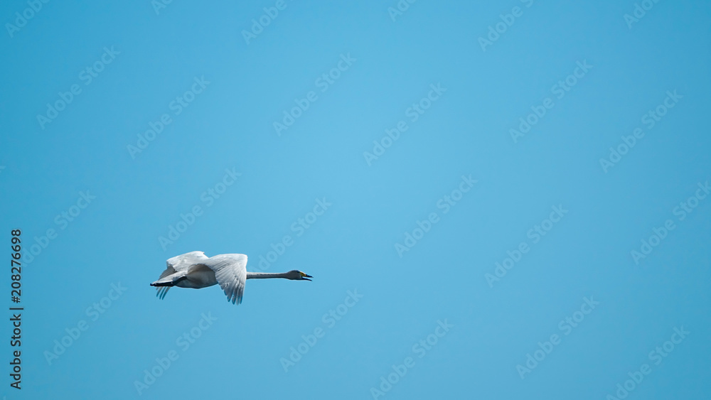Fototapeta premium Whooper swan fly in blue sky. Background with copy space for text.