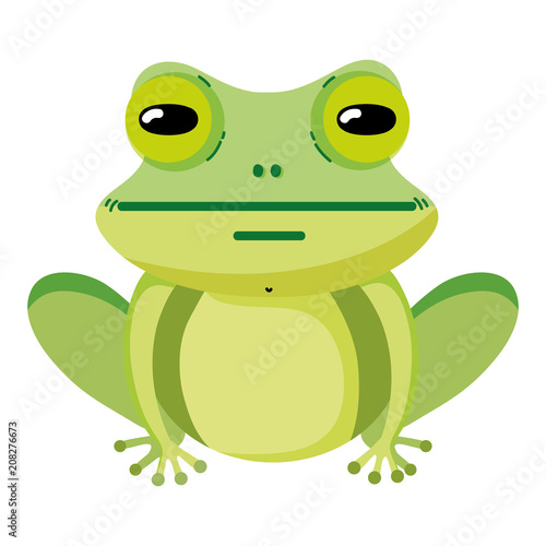 cute exotic frog wild animal