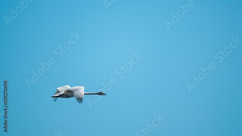 Whooper swan fly in blue sky. Background with copy space for text.