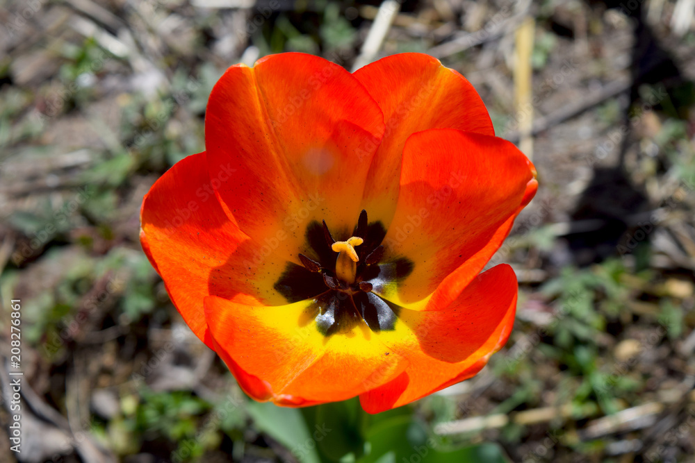 Obraz premium Interior del tulipán - 1