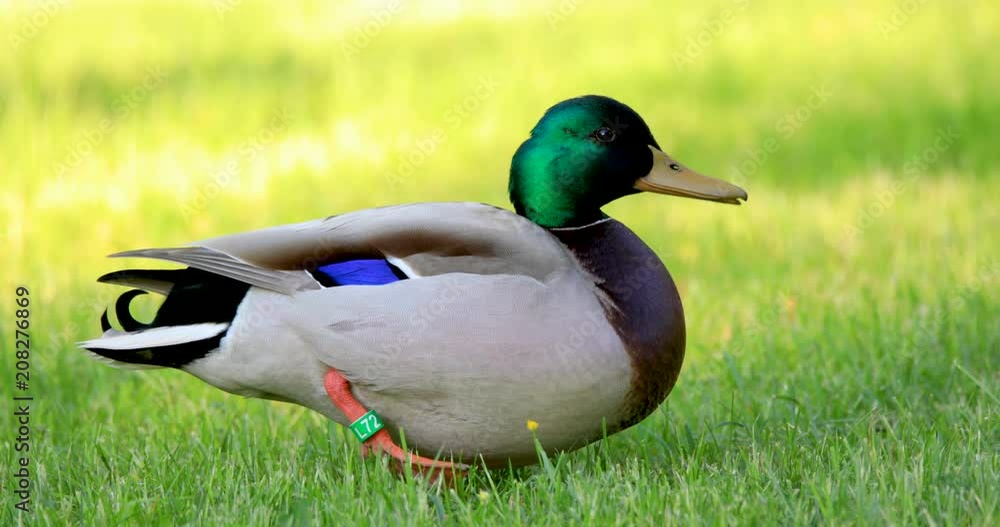Single male Mallard duck bird resting on grassy wetland during spring nesting period Single male Mallard duck bird resting on grassy wetland during spring nesting period