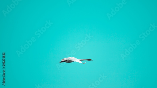 Whooper swan fly in turquoi...