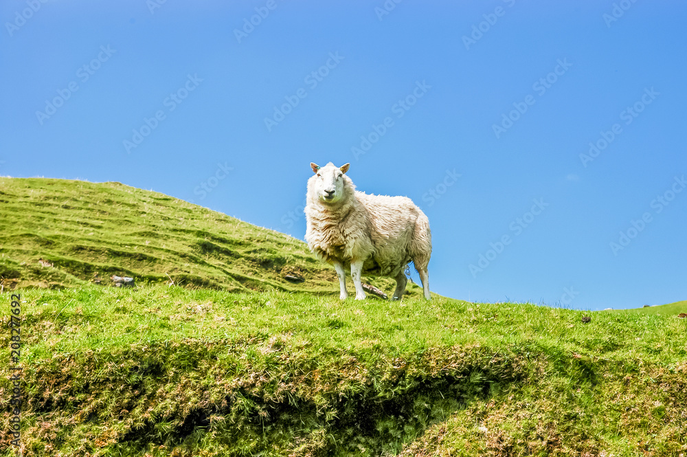 Fototapeta premium White Scottish sheep on green mountain pasture