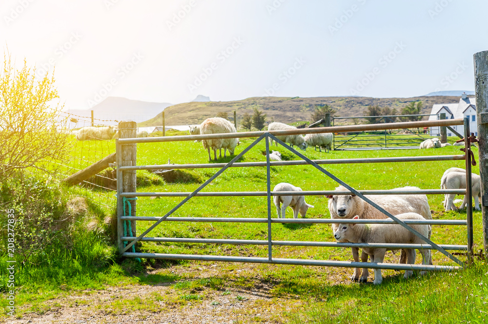 Obraz premium White Scottish lambs behind the fence of the farm