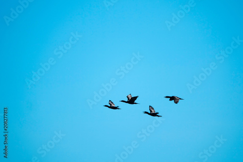 Cormorant birds flying in a...