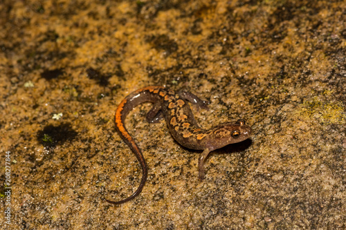 Blue Ridge Dusky Salamander (Desmognathus orestes)