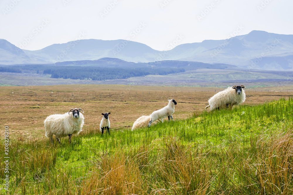 White Scottish sheep on a pasture in a mountain valley