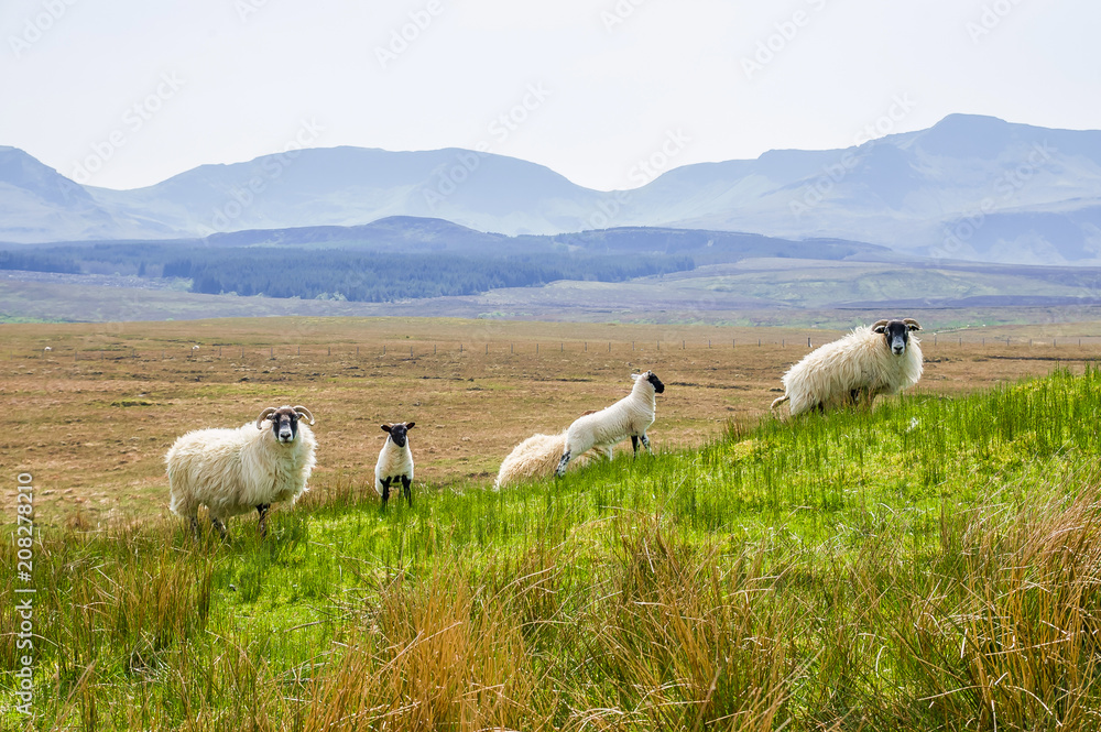Obraz premium White Scottish sheep on a pasture in a mountain valley