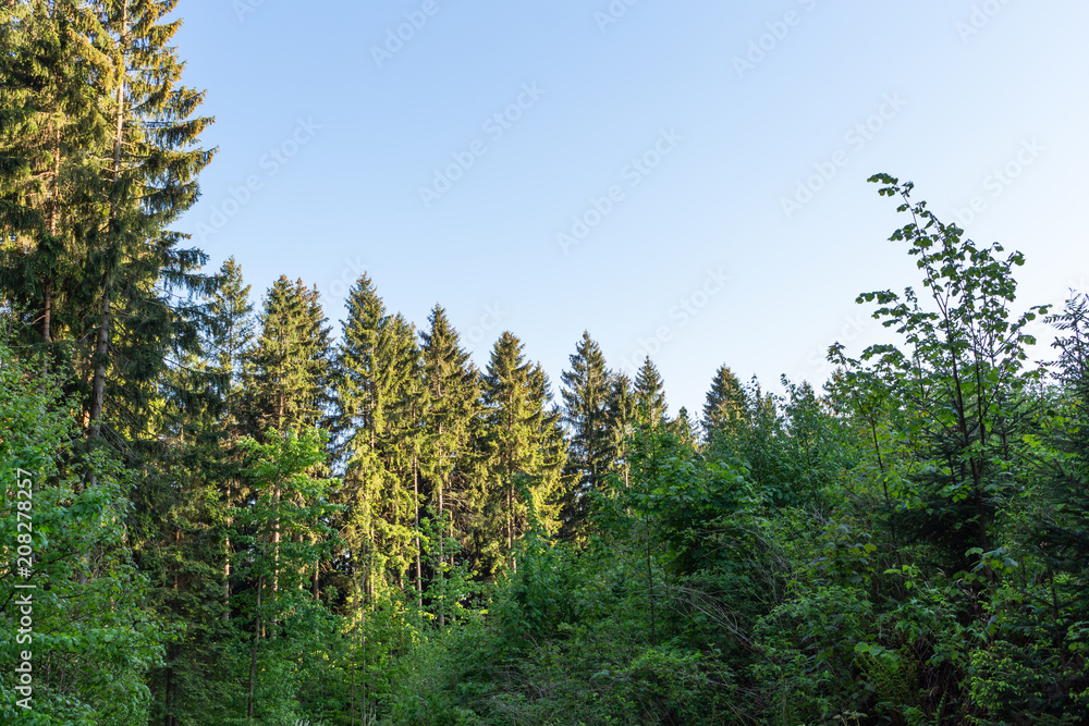 Forest landscape - forest trees with grass on the foreground and sunset light shining through the forest trees. Forest landscape - forest trees with grass on the foreground and sunset light shining through the forest trees.