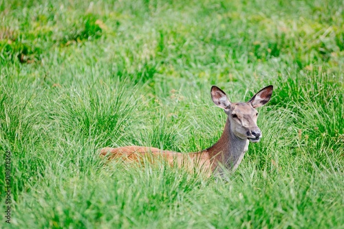 Fototapeta Naklejka Na Ścianę i Meble -  Doe female in grass.