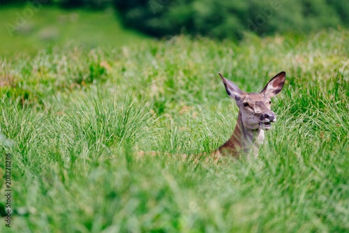 Fototapeta Naklejka Na Ścianę i Meble -  Doe female in grass.