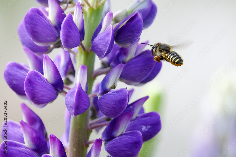 Pollination. Bee flies and collects nectar from a purple lupine. Beautiful picture with blurred background. Pollination. Bee flies and collects nectar from a purple lupine. Beautiful picture with blurred background.