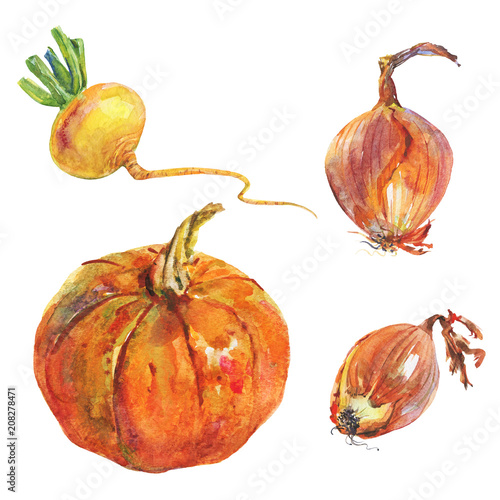 Watercolor pumkin, onion, turnip. Painting set of roots on white background. Hand drawn vegetable illustration