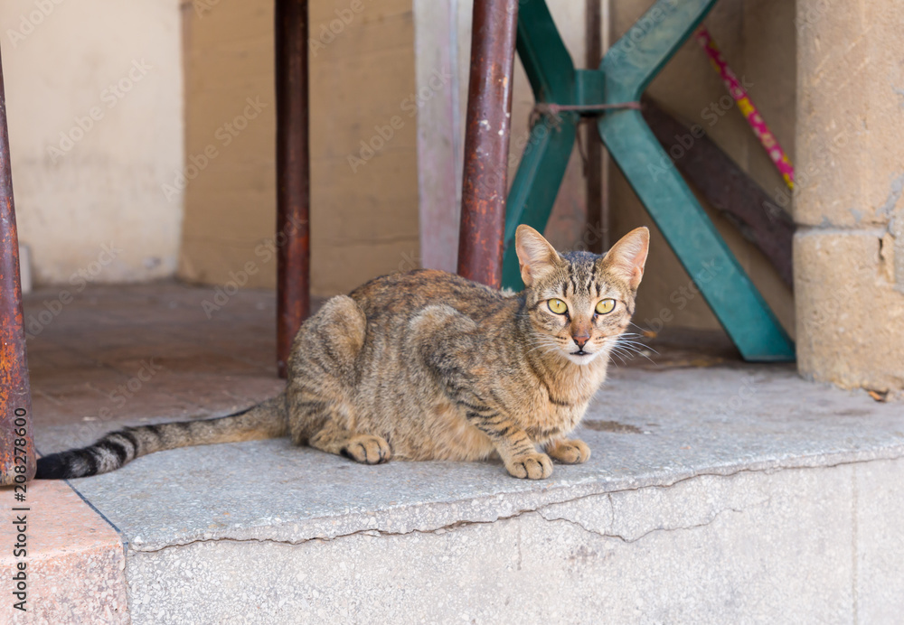 cats in the city of Essaouira
