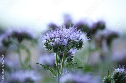 Phacelia Blüte photo