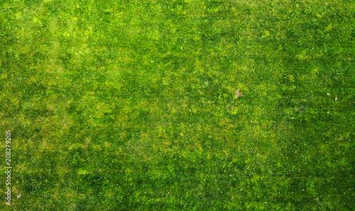 Grass texture. Aerial background with summer grass.