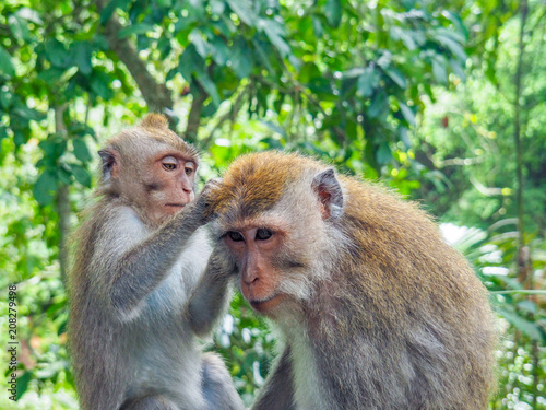 Balinese long-tailed monkeys © danieldep