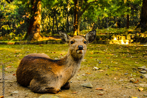 Deer in a park in Nara, Japan