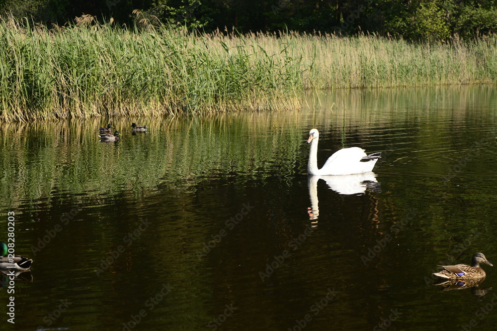 Fototapeta premium White majestic swan swims with grace on lake