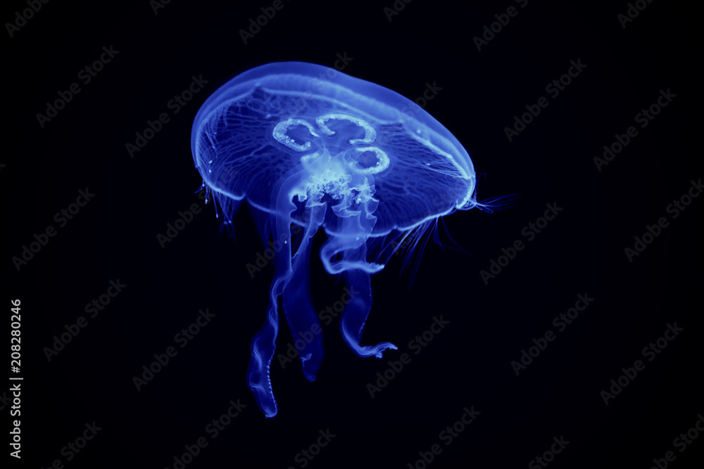 Obraz premium Meduza