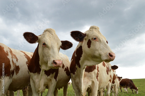 A herd of dairy cows, or dairy cattle in a green pasture. Montbeliarde breed cows.
