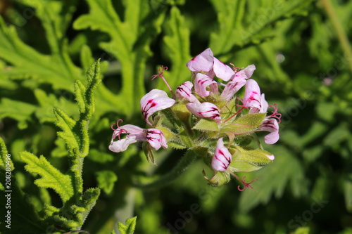 Fototapeta Naklejka Na Ścianę i Meble -  