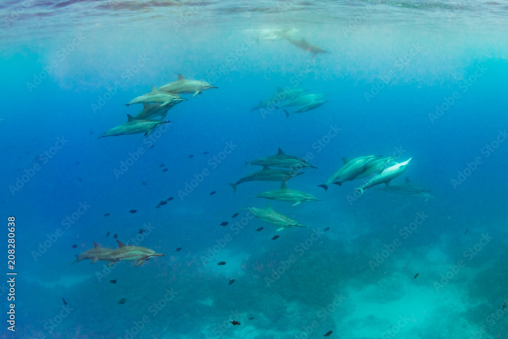 Obraz premium Dolphin Pod