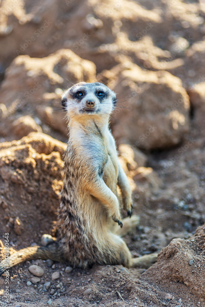 Fototapeta premium Curious and inquiring surikat or meerkat watching straight and sitting comfortably