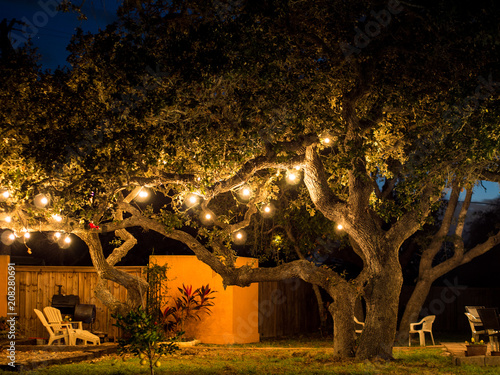 Oak Tree at Night with Party Lights