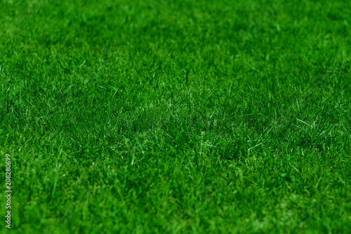 Green grass texture for football