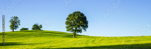 A lonely tree on a green meadow, a vibrant rural landscape with blue sky