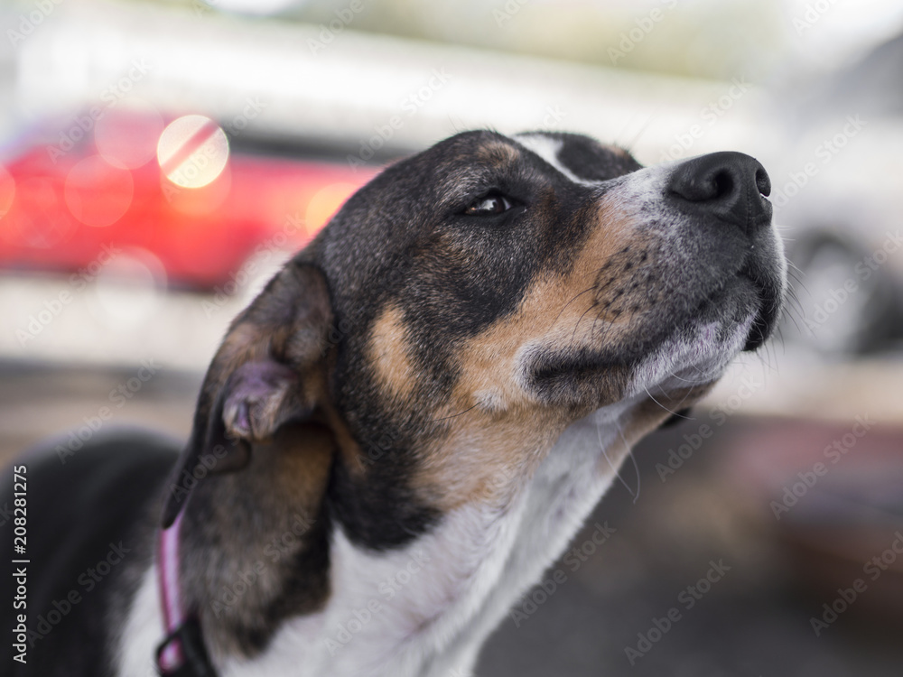 Dog sniffing the air