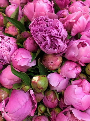 Close up Fresh Peonies Flowers Nature Background