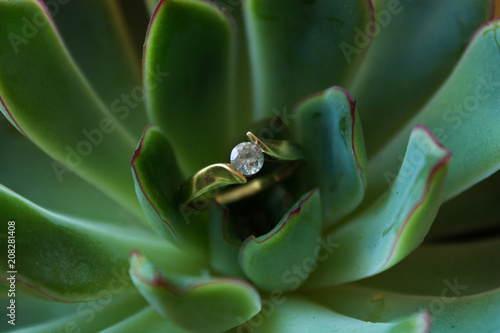 green, plant, ring, yellow, one