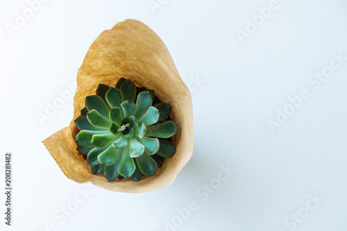green, plant, ring, yellow, paper, white background, one, rope, brown, light