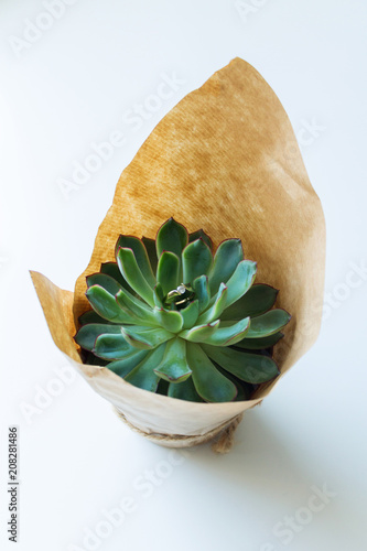 green, plant, ring, yellow, paper, white background, one, rope, brown, light