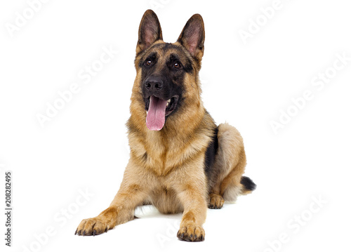 Slika na platnu shepherd dog lies isolated