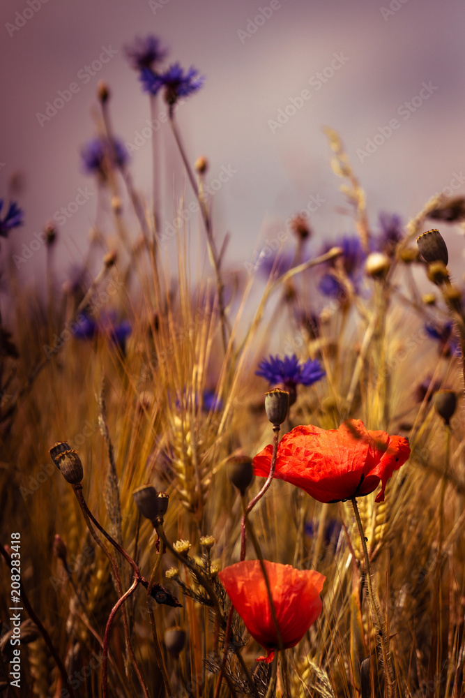 Fototapeta premium poppy