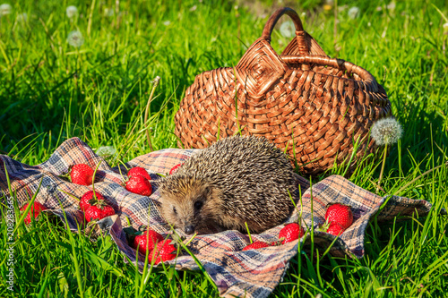Hedgehog for a walk on the grass