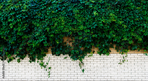 white brick wall with green Ivy photo