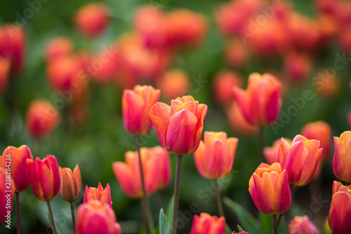 Vibrant red and orange tulips blooming