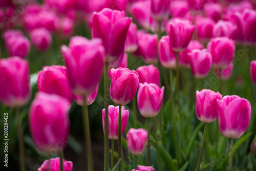 Vibrant blooming tulips