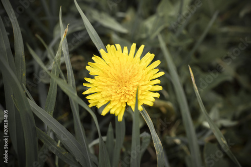 Fototapeta Naklejka Na Ścianę i Meble -  Yellow dandelion, toned background