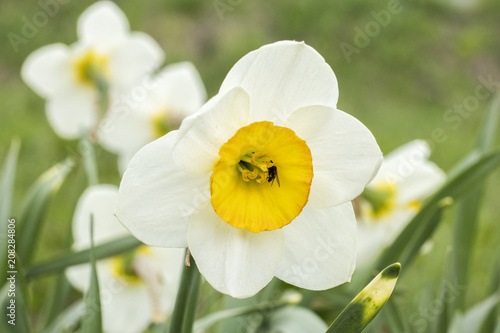 Fototapeta Naklejka Na Ścianę i Meble -   White narcissus (Narcissus poeticus)
