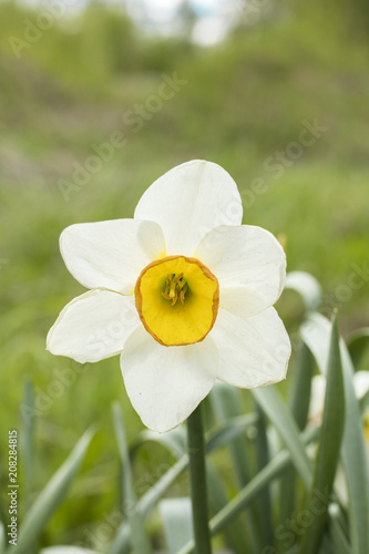 Fototapeta Naklejka Na Ścianę i Meble -  White narcissus (Narcissus poeticus). Copy space