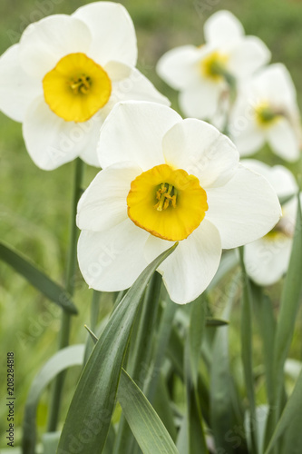 Fototapeta Naklejka Na Ścianę i Meble -  White narcissus (Narcissus poeticus). Copy space