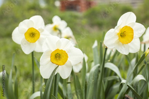 Fototapeta Naklejka Na Ścianę i Meble -  White narcissus (Narcissus poeticus). Copy space